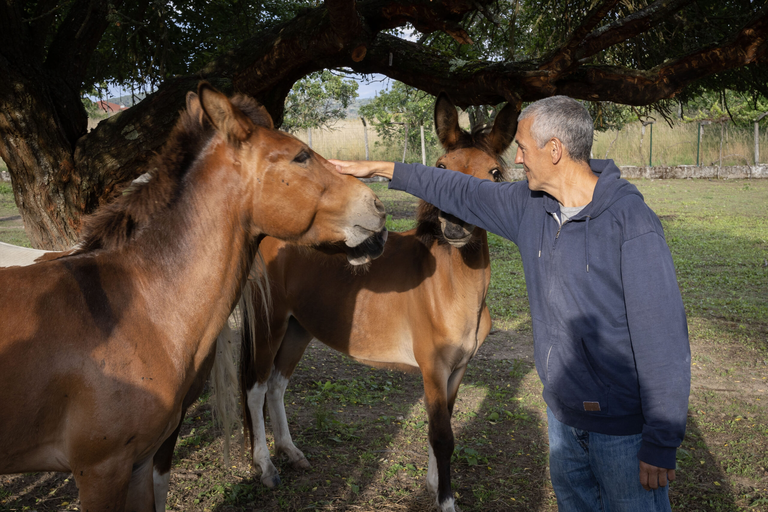 Dos caballos marrones bajo un árbol y una persona que acaricia a uno de ellos